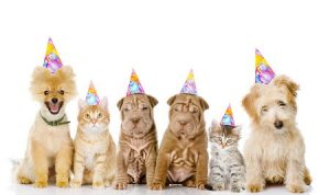 Pet Party
