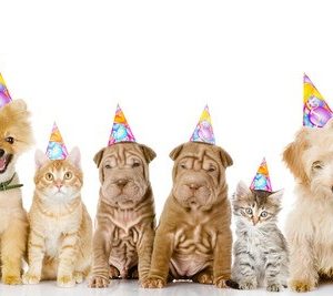 Pet Party